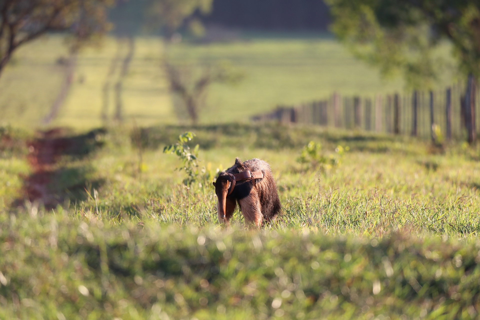 Giant Anteater with a collar in the setting sun in Cerrado Brazil Image: JESS WISE 2022